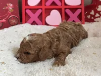 Heartly ACHC Registered, a female Cavapoo for sale in St. Louis, MO – Photo 10 of 10