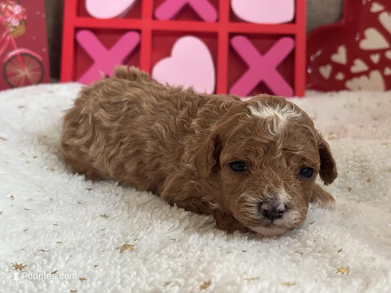 Heartly ACHC Registered