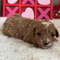 Heartly ACHC Registered, a female Cavapoo for sale in St. Louis, MO – Photo 1 of 10