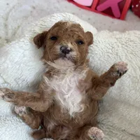 Heartly ACHC Registered, a female Cavapoo for sale in St. Louis, MO – Photo 3 of 10