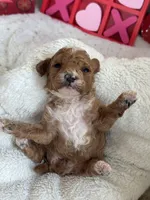 Heartly ACHC Registered, a female Cavapoo for sale in St. Louis, MO – Photo 3 of 10