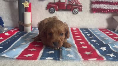 Ollie ACHC Registered, a male Cavapoo for sale in St. Louis, MO – 10 of 10