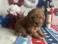 Cooper ACHC Registered, a male Cavapoo for sale in St. Louis, MO – 1 of 10