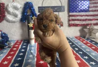 Cooper ACHC Registered, a male Cavapoo for sale in St. Louis, MO – 5 of 10