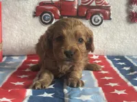 Ollie ACHC Registered, a male Cavapoo for sale in St. Louis, MO – 2 of 10