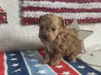 Milo ACHC Registered, a male Cavapoo for sale in St. Louis, MO – 8 of 10