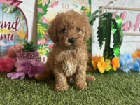 Cooper Registered F1b, a male Cavapoo and Poodle - Toy  for sale in St. Louis, MO – 4 of 9