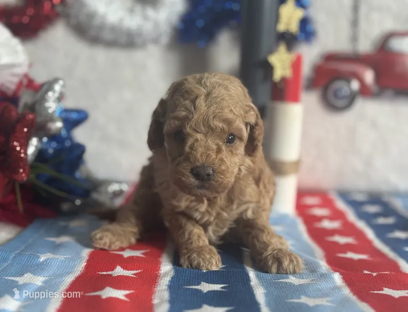 Lemonade ACHC Registered – Cavapoo puppy for sale in St. Louis, MO