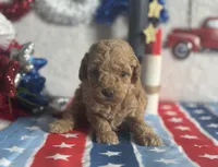 Lemonade ACHC Registered, a female Cavapoo for sale in St. Louis, MO – 1 of 10