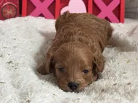 Juliet ACHC Registeted, a female Cavapoo for sale in St. Louis, MO – Photo 8 of 10