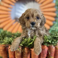 Juliet ACHC Registeted, a female Cavapoo for sale in St. Louis, MO – Photo 2 of 10