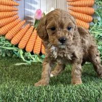 Juliet ACHC Registeted, a female Cavapoo for sale in St. Louis, MO – Photo 8 of 10