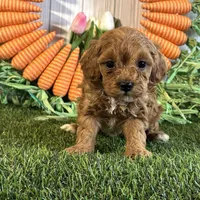 Juliet ACHC Registeted, a female Cavapoo for sale in St. Louis, MO – Photo 10 of 10