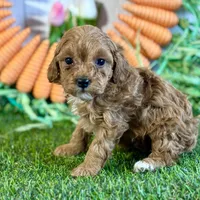 Juliet ACHC Registeted, a female Cavapoo for sale in St. Louis, MO – Photo 5 of 10