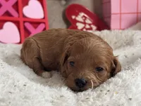Juliet ACHC Registeted, a female Cavapoo for sale in St. Louis, MO – Photo 2 of 10