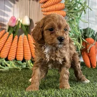 Juliet ACHC Registeted, a female Cavapoo for sale in St. Louis, MO – Photo 4 of 10