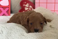 Juliet ACHC Registeted, a female Cavapoo for sale in St. Louis, MO – Photo 5 of 10