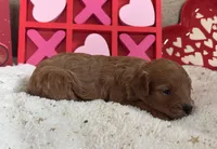 Juliet ACHC Registeted, a female Cavapoo for sale in St. Louis, MO – Photo 7 of 10