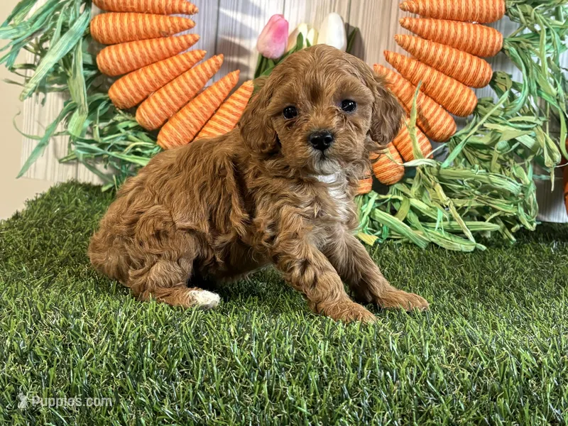 Juliet ACHC Registeted