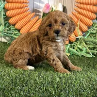 Juliet ACHC Registeted, a female Cavapoo for sale in St. Louis, MO – Photo 1 of 10