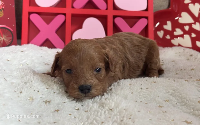 Juliet ACHC Registeted