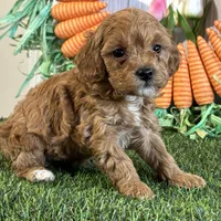 Juliet ACHC Registeted, a female Cavapoo for sale in St. Louis, MO – Photo 3 of 10