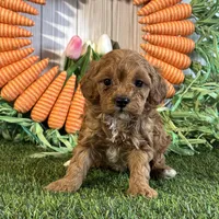 Juliet ACHC Registeted, a female Cavapoo for sale in St. Louis, MO – Photo 9 of 10