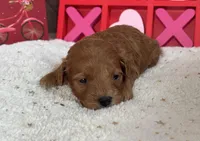 Juliet ACHC Registeted, a female Cavapoo for sale in St. Louis, MO – Photo 3 of 10