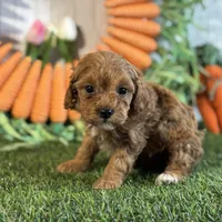 Juliet ACHC Registeted, a female Cavapoo for sale in St. Louis, MO – Photo 6 of 10