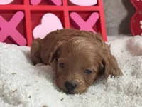 Juliet ACHC Registeted, a female Cavapoo for sale in St. Louis, MO – Photo 9 of 10