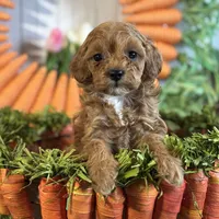 Juliet ACHC Registeted, a female Cavapoo for sale in St. Louis, MO – Photo 7 of 10