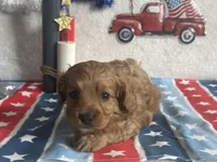 Ollie ACHC Registered, a male Cavapoo for sale in St. Louis, MO – 8 of 10