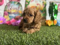 Ollie Registered F1b, a male Cavapoo and Poodle - Toy  for sale in St. Louis, MO – 8 of 9