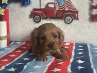 Ollie ACHC Registered, a male Cavapoo for sale in St. Louis, MO – 6 of 10