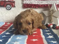 Ollie ACHC Registered, a male Cavapoo for sale in St. Louis, MO – 1 of 10