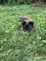 Male Belgian Malinois Puppy (Orange Collar), a female Belgian Malinois for sale in Stephenson, VA – 1 of 5