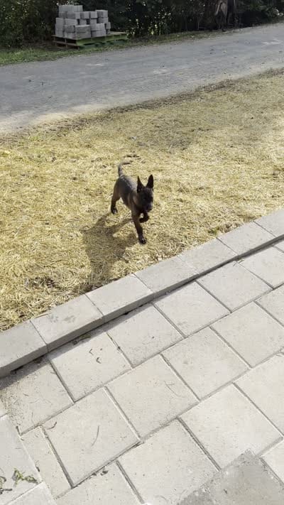 Green Collar Female, a female Belgian Malinois for sale in Stephenson, VA – 9 of 9