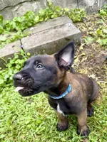 Male Belgian Malinois Puppy (Blue Collar), a female Belgian Malinois for sale in Stephenson, VA – 2 of 5