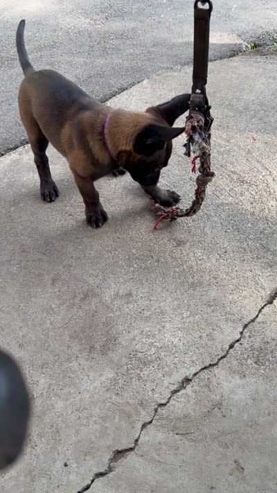 Light Pink Collar Female, a female Belgian Malinois for sale in Stephenson, VA – 2 of 2
