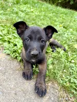 Female Belgian Malinois Puppy (Green Collar), a female Belgian Malinois for sale in Stephenson, VA – 1 of 5
