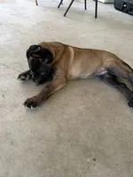 Orange Collar Male, a female Belgian Malinois for sale in Stephenson, VA – 4 of 6