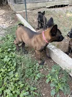 Dark Pink Collar Female, a female Belgian Malinois for sale in Stephenson, VA – 2 of 2