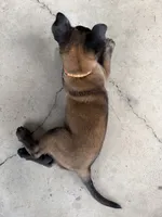 Male Belgian Malinois Puppy (Orange Collar), a female Belgian Malinois for sale in Stephenson, VA – 5 of 5
