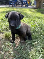 (Jasmine) Teal Female, a female Belgian Malinois for sale in Stephenson, VA – 2 of 7