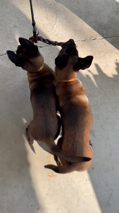 Yellow Collar Female, a female Belgian Malinois for sale in Stephenson, VA – 4 of 8