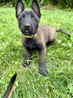 Female Belgian Malinois Puppy (Yellow Collar), a female Belgian Malinois for sale in Stephenson, VA – 2 of 5