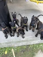 Green Collar Female, a female Belgian Malinois for sale in Stephenson, VA – 8 of 9