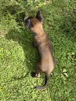 Male Belgian Malinois Puppy (Blue Collar), a female Belgian Malinois for sale in Stephenson, VA – 3 of 5
