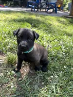 (Jasmine) Teal Female, a female Belgian Malinois for sale in Stephenson, VA – 1 of 7