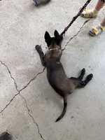 Teal Collar Female, a female Belgian Malinois for sale in Stephenson, VA – 2 of 3